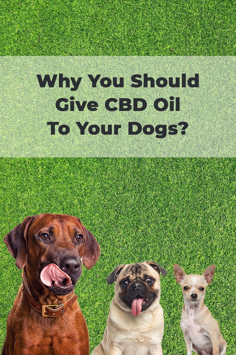six convincing reasons to give your dog cbd oil pinterest pin