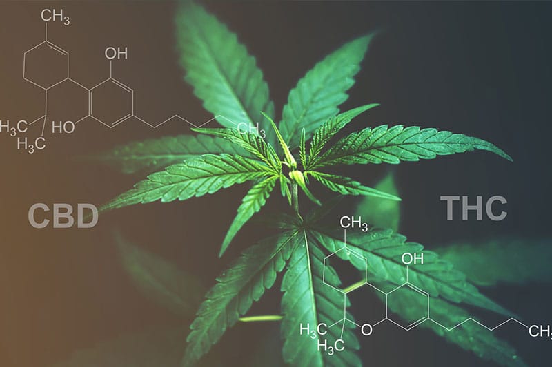 hemp plant with cbd and thc chemical components