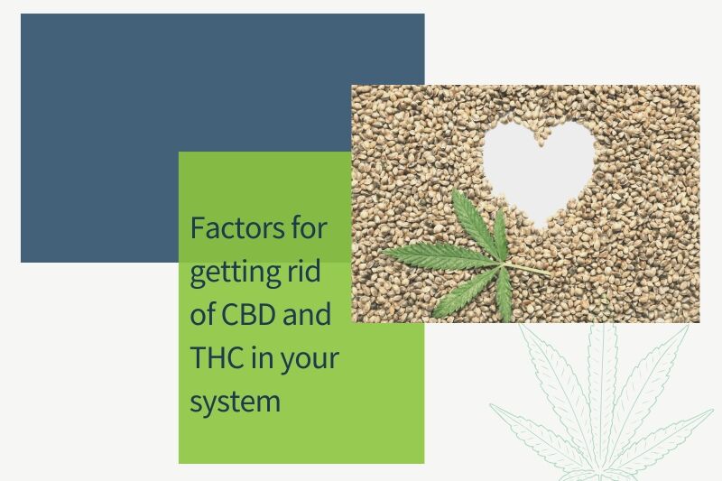 Factors for Getting Rid of CBD and THC in your System