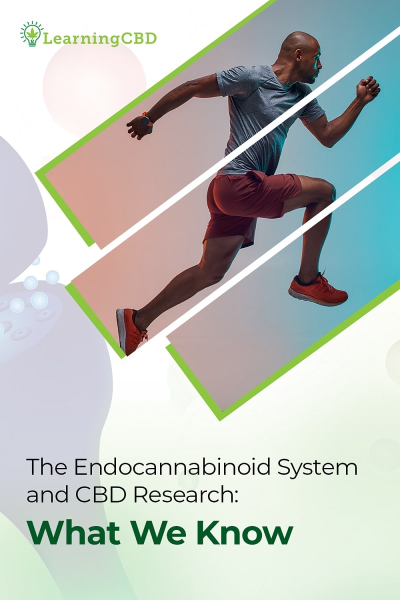 the endocannabinoid system pinterest pin