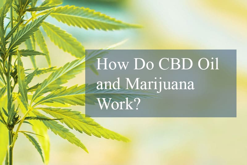 how do cbd oil and marijuana work banner