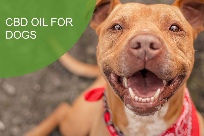 cbd-oil-for-dogs-with-arthritis-banner