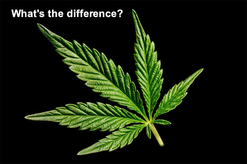 difference of cbd and cbda banner