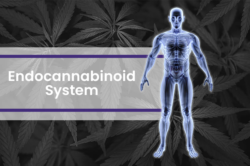endocannabinoid System