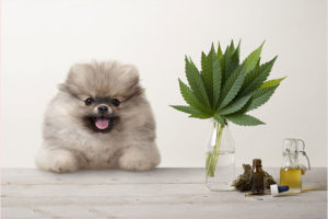 dog taking cbd which is on its side