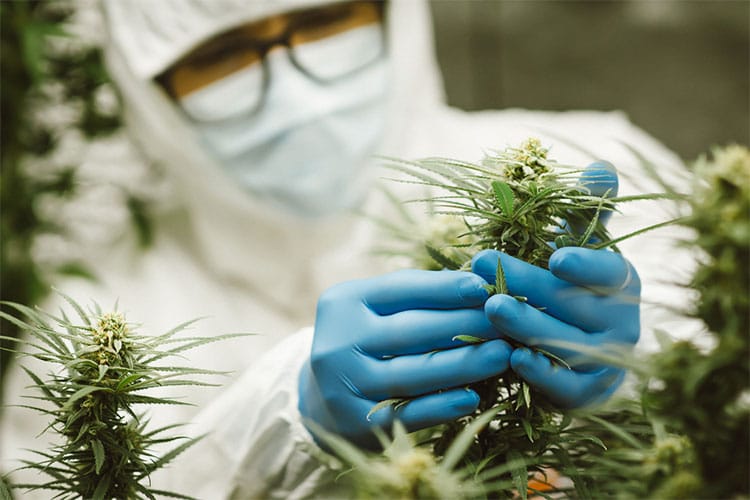 researcher testing the purity of a hemp plant