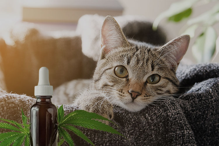 cat lying on a sofa with cbd oil on the scene