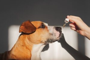 dog taking cbd oil from dropper